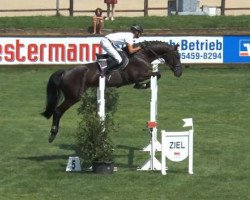 jumper Casanova 467 (Hanoverian, 2009, from Clinton I)