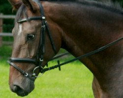 jumper Lunado (Hanoverian, 2010, from Lauries Crusador xx)