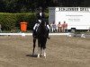 dressage horse Daytona E (Westphalian, 2008, from Dream On)