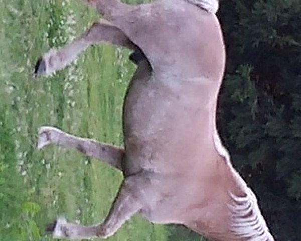 horse Anton 561 (Haflinger, 1999, from Alpenstern)
