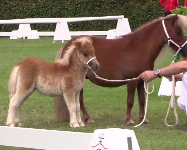 Handorfer-Kleinpferdetag 2017