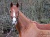 dressage horse Lissabomba T (Westphalian, 2007, from Lissabon 29)