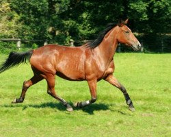 broodmare Crown's Cheeky Edelweis (American Trotter, 1992, from Affable Crown (US))