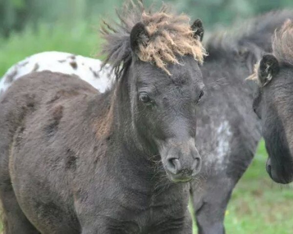 horse J (Dt.Part-bred Shetland pony, 2014, from Upside van de berk)