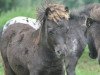 Pferd J (Dt.Part-bred Shetland Pony, 2014, von Upside van de berk)