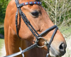 Springpferd Steendieks Pauline (Deutsches Reitpony, 2005, von For-Pleasure)