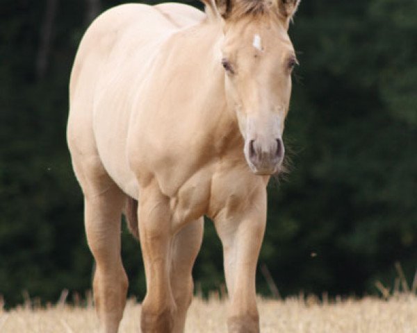 Pferd Ice Gun Dun It (Quarter Horse, 2014, von TC Dun In Ice)