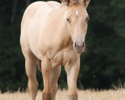 horse Ice Gun Dun It (Quarter Horse, 2014, from TC Dun In Ice)