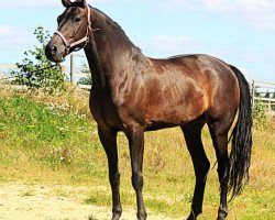 dressage horse Sando (Oldenburger, 2005, from Shamane)