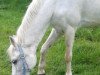 Zuchtstute Sibone (Welsh Pony (Sek.B), 1985, von Feuerdorn)
