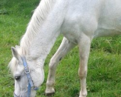 broodmare Sibone (Welsh-Pony (Section B), 1985, from Feuerdorn)