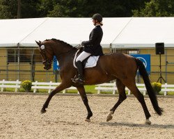 dressage horse Fenga 3 (Westphalian, 2009, from Fürst Grandios)