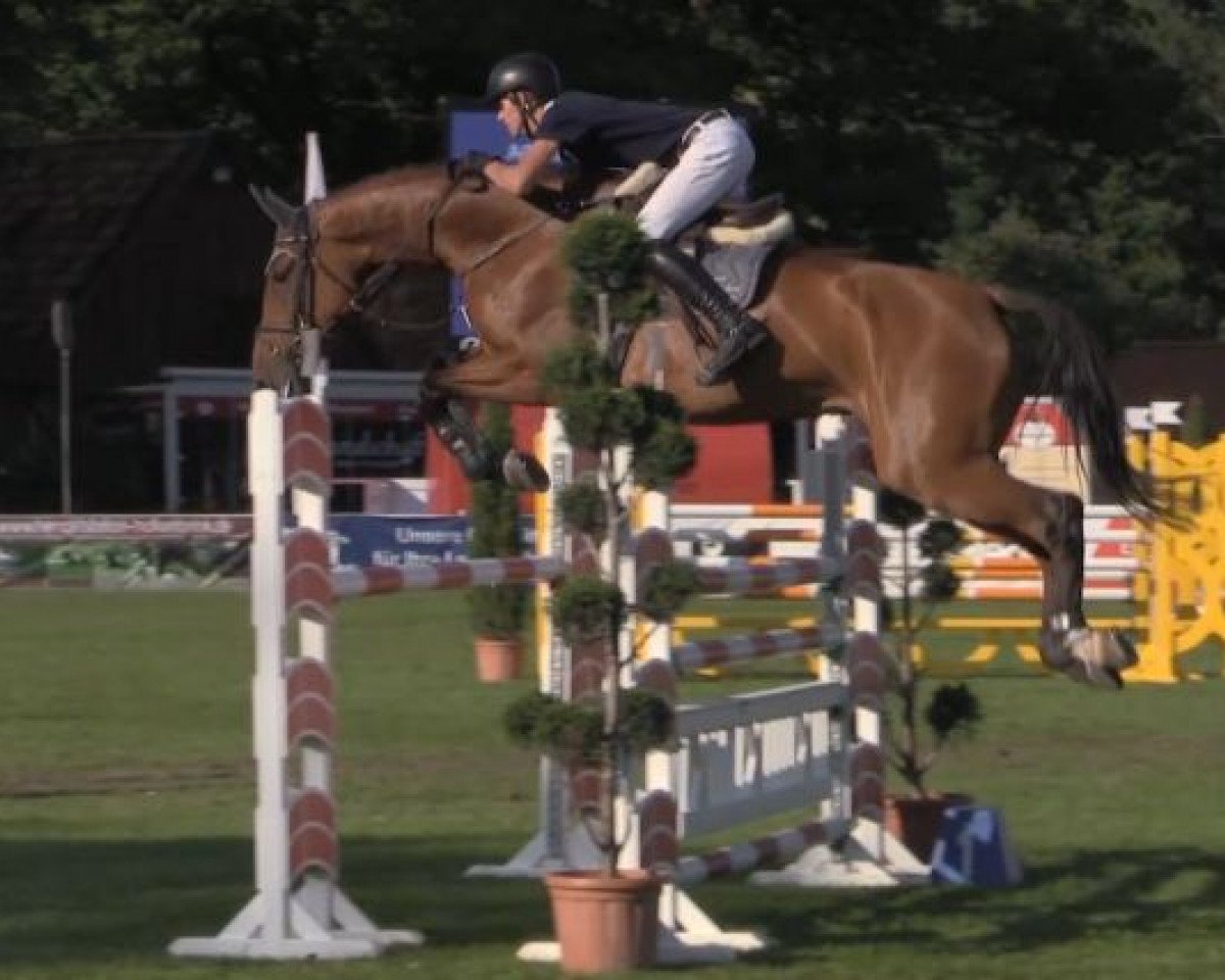 broodmare Chacstara 2 (Oldenburg show jumper, 2008, from Chacco-Blue)