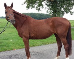 broodmare Waldbeere (Westphalian, 1997, from Weinberg)