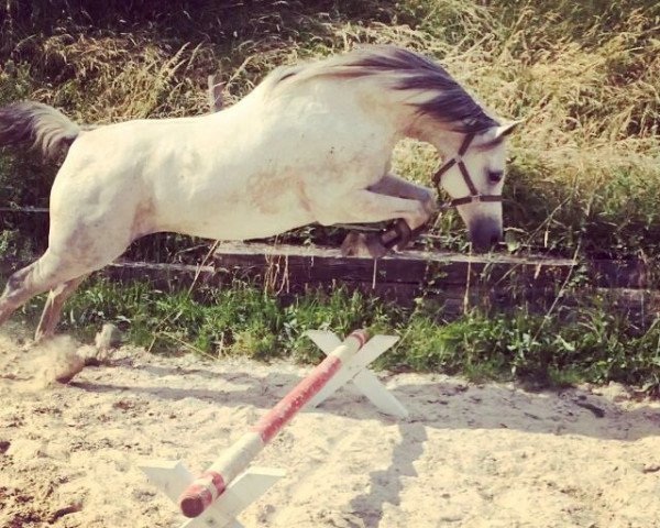 horse Mali vom Welzerberg (said) (Arabian thoroughbred, 2006)