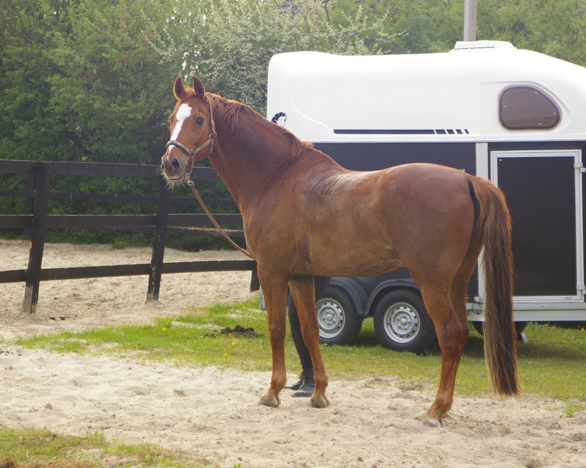 horse Devorux B (Rhinelander, 1997, from Dunhill H)
