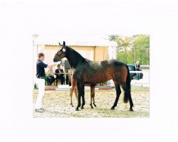 broodmare Gerah (Oldenburg, 2007, from Licotus)