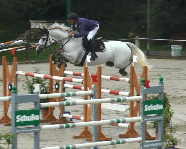 jumper Willem Corland (KWPN (Royal Dutch Sporthorse), 2003, from Corland)