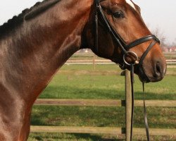 dressage horse Fiderhall (Hanoverian, 2007, from Fidertanz)