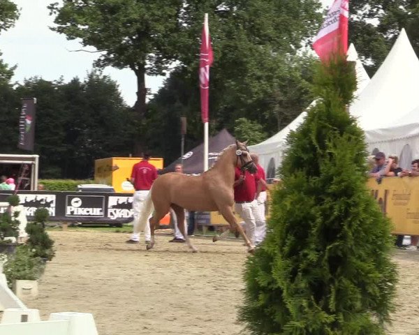 50. Westfälische Eliteschau - Reitpony- und Kleinpferdestuten