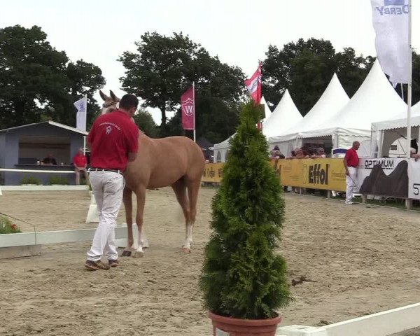 50. Westfälische Eliteschau - Reitpony- und Kleinpferdestuten