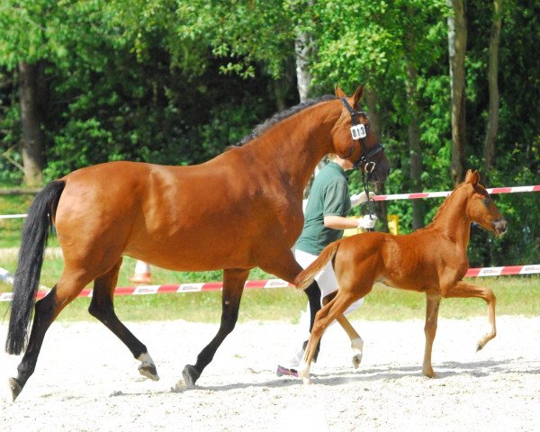 dressage horse Feiner Prinz (German Sport Horse, 2014, from Fürst Fohlenhof)