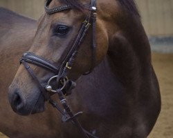 Springpferd Nuomi B (Deutsches Reitpony, 2011, von Nemax)