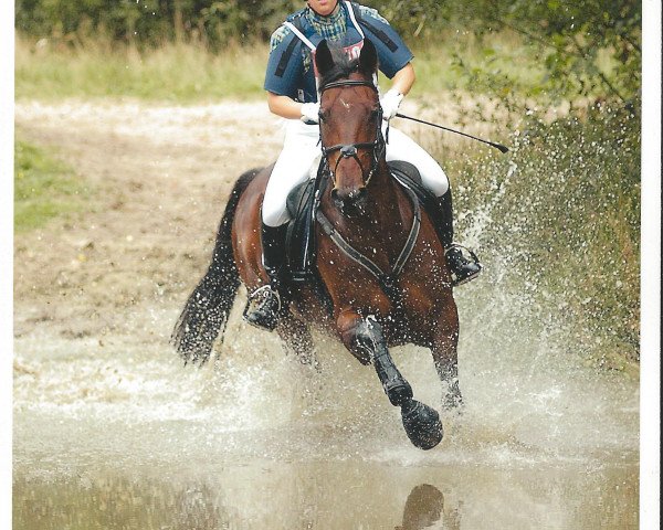 dressage horse Narvik 17 (Oldenburg, 1992, from Noble Roi xx)