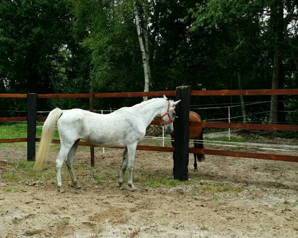 broodmare Ishara Al Amar 1995 ox (Arabian thoroughbred, 1995, from Jaban Al Amar)