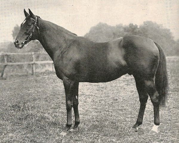 stallion Abbots Trace xx (Thoroughbred, 1917, from Tracery xx)