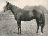 Pferd Abbots Trace xx (Englisches Vollblut, 1917, von Tracery xx)