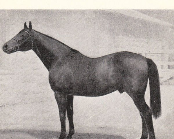 stallion Marconigram xx (Thoroughbred, 1925, from Abbots Trace xx)