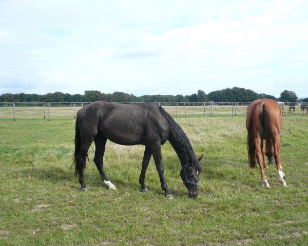 Zuchtstute Roxy E (Westfale, 2001, von Rockwell)