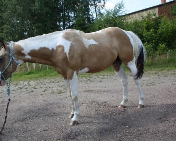 Pferd Cherokee Cool Rainman (Paint Horse, 2012)