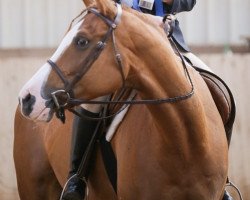 Pferd Leota Chex (Paint Horse, 2009, von Mr Leo Chex)