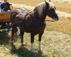 horse Diamant (Black Forest Horse, 2000, from Donnergroll)