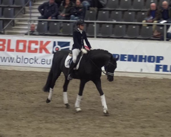 Hengstschau VER-Dinale 2018 - Hengste und Highlights