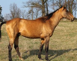 horse Adalberto teke (Akhal-Teke, 2009, from Absar)