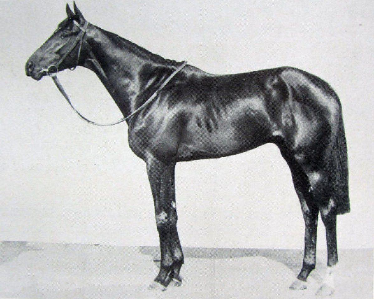 stallion Count Rendered xx (Thoroughbred, 1945, from Precipitation xx)