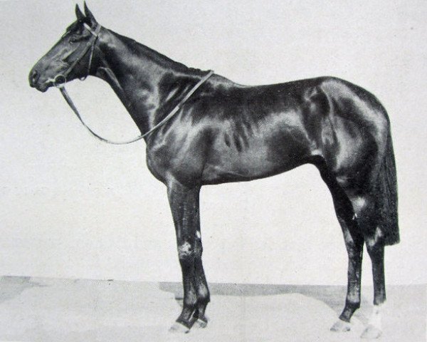 stallion Count Rendered xx (Thoroughbred, 1945, from Precipitation xx)
