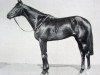 stallion Count Rendered xx (Thoroughbred, 1945, from Precipitation xx)