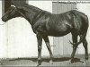 stallion Reigh Count xx (Thoroughbred, 1925, from Sunreigh xx)