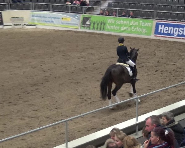 Hengstschau VER-Dinale 2018 - Hengste und Highlights