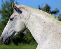 broodmare Lajana (Hanoverian, 1993, from Lanthan)