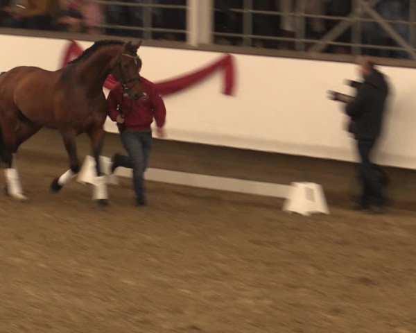 Hengstschau Rohmann 2018