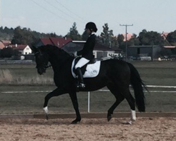 dressage horse Rs Damon (Württemberger, 2011, from Don Diamond)