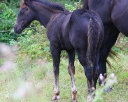 Pferd AHF Mighty Revivel (Quarter Horse, 2014, von AHF Mighty Revivel)