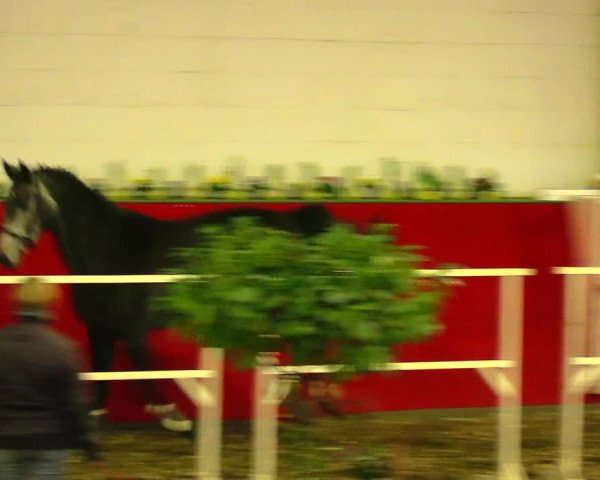 Freispringwettbewerb Münchehofe 2018