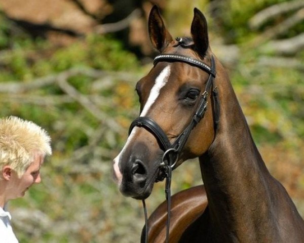dressage horse Abisag (KWPN (Royal Dutch Sporthorse), 2005, from San Remo)