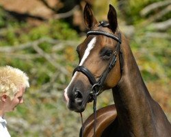 Dressurpferd Abisag (KWPN (Niederländisches Warmblut), 2005, von San Remo)